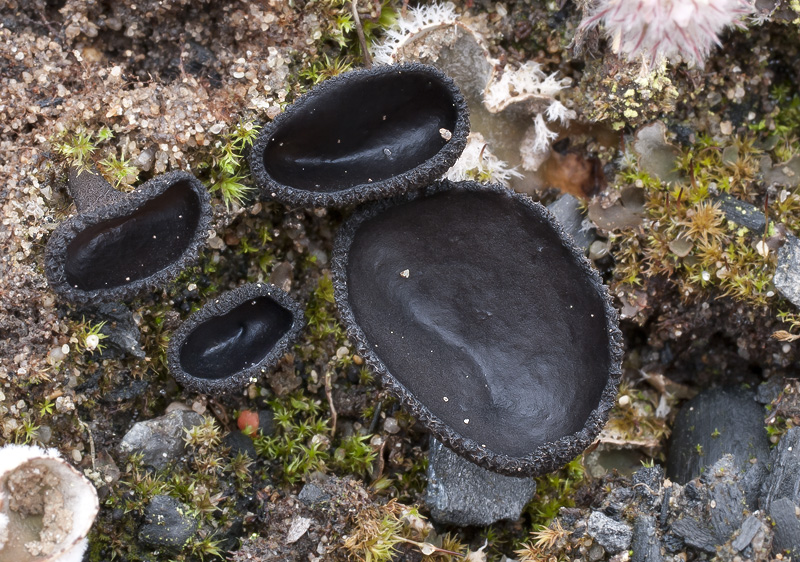 Helvella corium